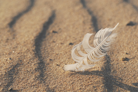A gull feather is caught in the blowing sand along Lake Michigan in St. Joseph.