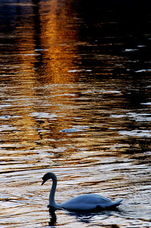 A mute swan makes its way along the St. Joseph River in Niles, Mich.