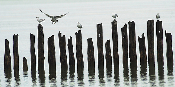 Don Campbell / H-P staff
Seagulls rest along a set of old wooden posts, Wednesday afternoon near Lions Park in St. Joseph.
