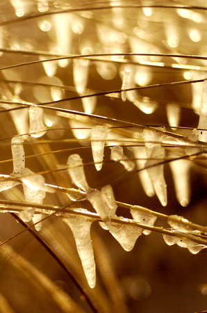 The evening sun shines on icicles formed on dune grass along Lake Michigan in St. Joseph.