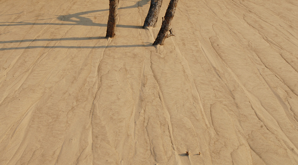 Sand slowly engulfs trees on Mt. Baldy in the Indiana Dunes National Lakeshore.