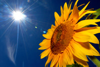 The sun shines down on a sunflower along John Beers Road in Stevensville, Saturday, August 16, 2008.