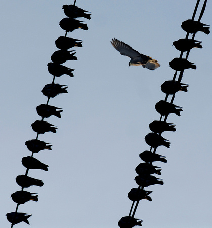 Don Campbell / H-P Staff
Pigeons come to rest on power lines in St. Joseph, along the St. Joseph River Tuesday, December 2, 2008.