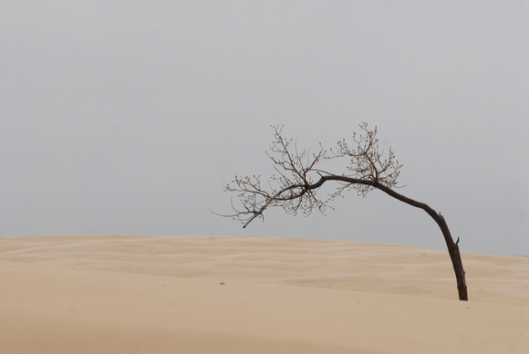 A solitary wind swept tree is pictured in the sand dunes at Silver Lake Park, Mich.