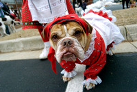Addie, a three-year-old English Bulldog and her owner, Gisela Holtz, from St. Joseph, join hundreds of dogs as they wait for the start of the annual Reindog Parade Saturday, December 1, 2007, in downt