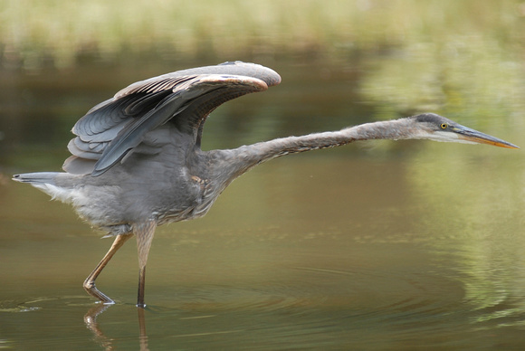 Don Campbell / H-P Staff
A Great Blue Heron hunts in the waters near Riverview Park, in St. Joseph, Mich., during a summer afternoon.