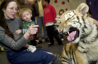 Don Campbell / H-P staff
Dawn Beutner, and her one-year-old son John, take a close-up look at Tamara, a 50 pound, six-month-old Siberian Tiger, Saturday afternoon at Curious Kids in St. Joseph. Staff