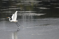 Don Campbell / H-P Staff
An egret takes flight while hunting at Maple Lake in Paw Paw this past week.