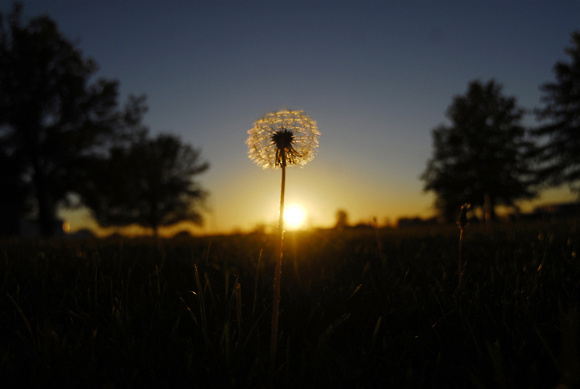 Don Campbell / H-P staff
The sun sets on a lone dandelion Wednesday, October 3, 2007, along Hollywood Road in St. Joseph.