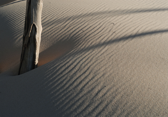 Sand dunes slowly engulf trees at Warren Dunes State Park Sunday, January 2, 2011.