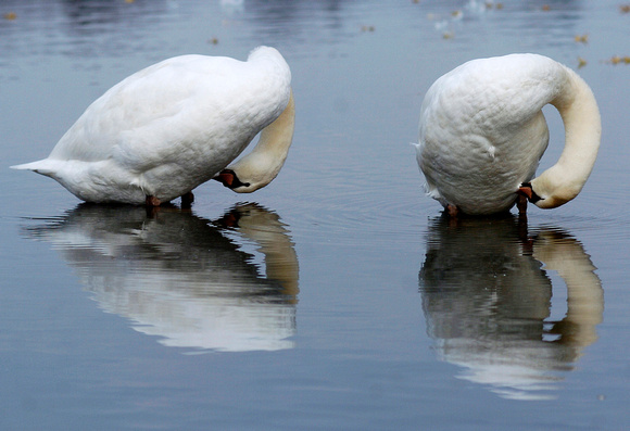 Don Campbell / H-P staff
A pair of swans are reflected in the waters of Maple Lake in Paw Paw, Wednesday, October 8, 2006.