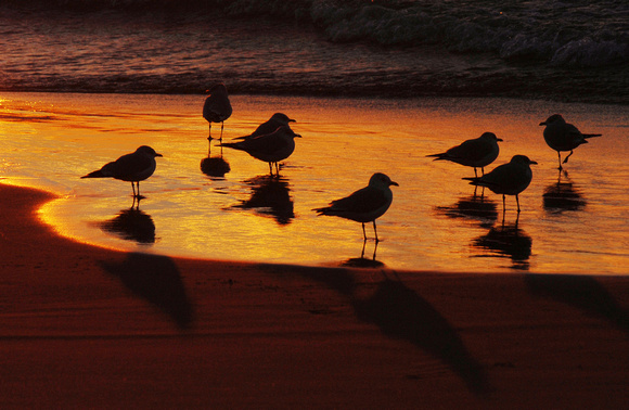 Don Campbell / H-P staff
Seagulls are pictured during an evening sunset along the shores of Lake Michigan near Lions Park Beach Tuesday, November 23, 2010.