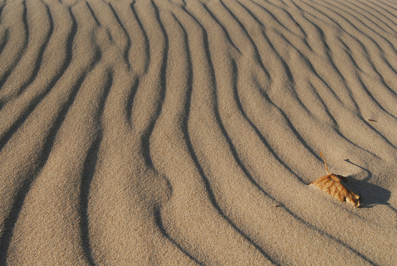 A lone leaf rests among wind blown sand along Lake Michigan near St. Joseph, Mich., during a recent fall day.