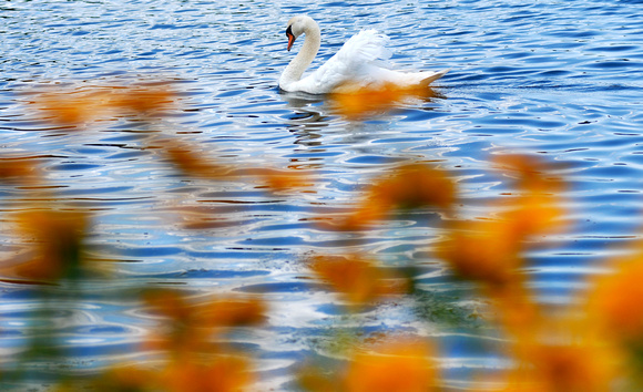 Don Campbell / H-P staff
A mute swan makes its way through the waters of Maple Lake in Paw Paw Wednesday, July 23, 2008.