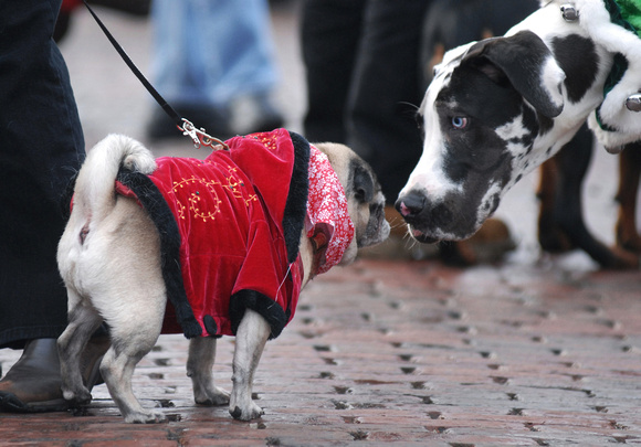 Don Campbell / H-P staff
Lulu, left, a Pug owned by Ann and Rich Policht, from Chicago, greets Baren, a Great Dane owned by Joe and Kim Zapata, from St. Joseph, during the Reindog Holiday Parade in do