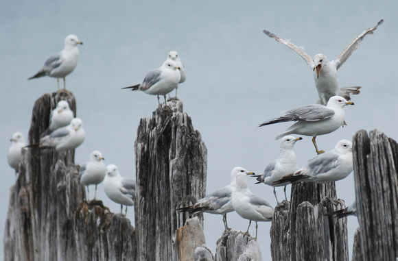 Don Campbell / H-P staff
Gulls battle for perches on an old piling at Lions Park Beach in St. Joseph Tuesday, June 8, 2010.