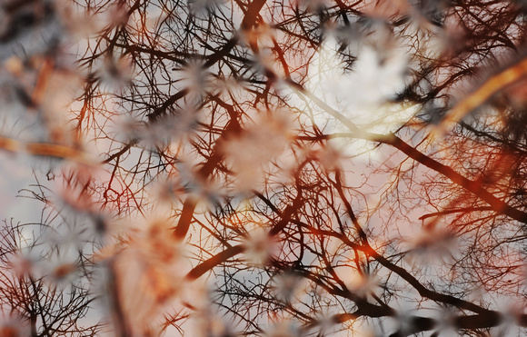 Trees are reflected in a pool of leaves Monday, December 5, 2011, at Dowagiac Woods.