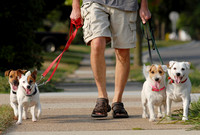 Ray Sanders, from St. Joseph, walks his Jack Russell Terriers, from left to right, Porthos, Mercedes, Sabrina and Emmy, along Morton Avenue in St. Joseph Wednesday, September 3, 2008.
