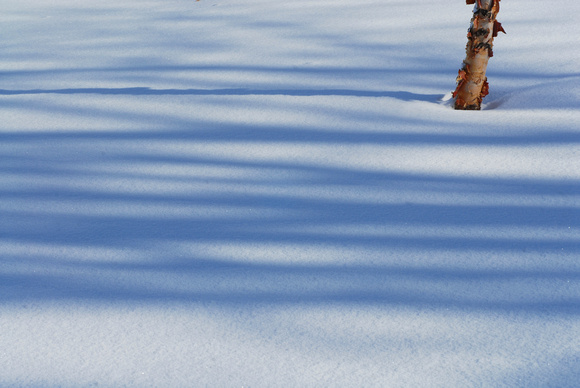 Snow covered birch tree.-St. Joseph, Mich.