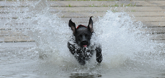 Don Campbell / H-P staff
Blackie, a labrador mix, launches into the St. Joseph River as he chases a tennis ball thrown by his owner, Rex Stickney, from St. Joseph, Wednesday, August 31, 2011, at River