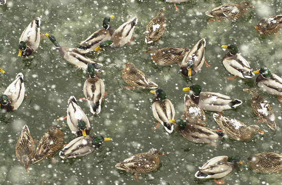 Ducks seek shelter during a winter snow storm in St. Joseph, Mich.