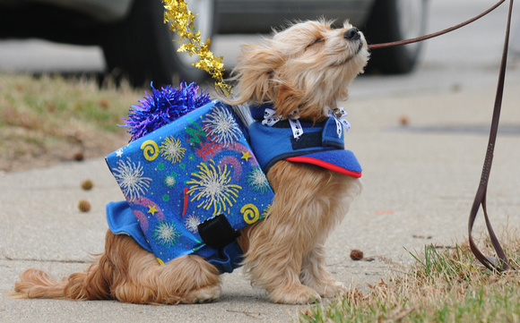 Don Campbell / H-P staff
Elliot, dressed as "The Perfect Present" enjoys Saturday's mild temperatures, as he waits with his owner, Rhonda Hummel, from St. Joseph, for the start of the annual Reindog H