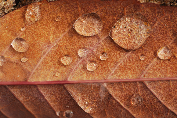 Grains of sand are trapped in water droplets on a leaf Sunday, September 25, 2011, at Silver Beach.