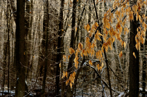 A light layer of ice coats trees in Dowagiac Woods in Dowagiac, Mich.
