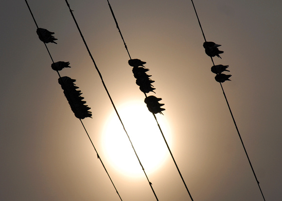Don Campbell / H-P staff
Birds rest on a wire as the sun sets along the St. Joseph River in Benton Harbor Monday, January 17, 2011.