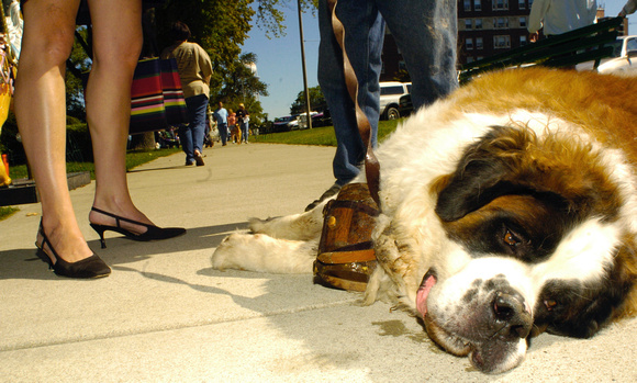 Don Campbell / H-P staff
Erich, a 200-pound St. Bernard, rescued by John Nelson, relaxes during the annual Mutt March along the bluff in downtown St. Joseph, Saturday morning.