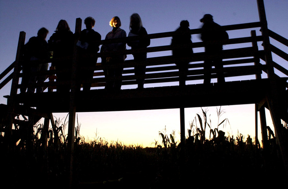 H-P photo by Don Campbell
Visitors make their way through the 14 acres of Barbott's Ultimate Corn Maze, located in Stevensville, Thursday night.