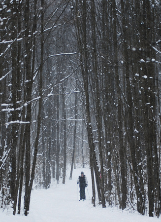 Don Campbell / H-P staff
A skier makes his way through several inches of snow along the cross country trails at Love Creek County Park Friday, January 1, 2009. The park offers five miles of open trail