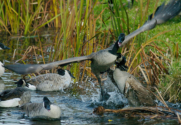 Don Campbell / H-P staff
Canadian Geese fight off each other while feeding at Maple Lake in Paw Paw Thursday, November 8, 2007.